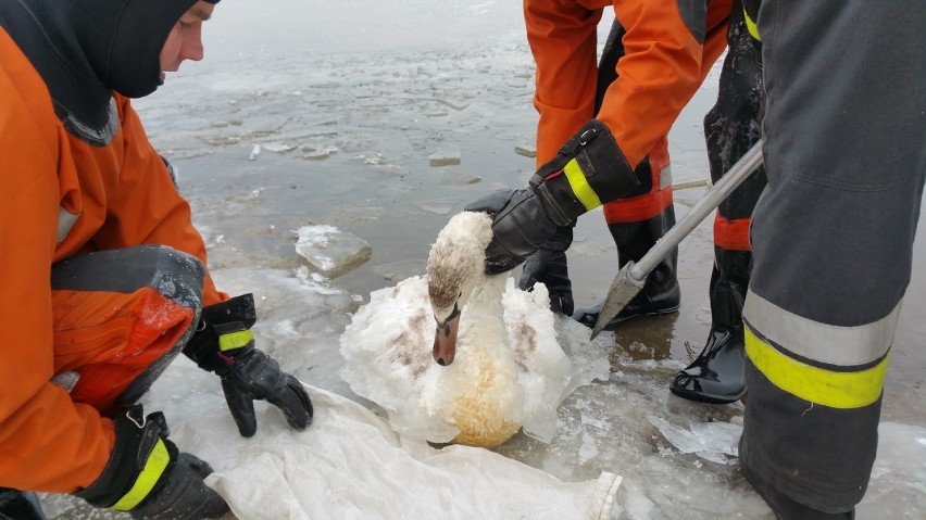 Poraj: strażacy ratują łabędzie przymarznięte do lodu. Trzy akcje ratowników w ciągu tygodnia