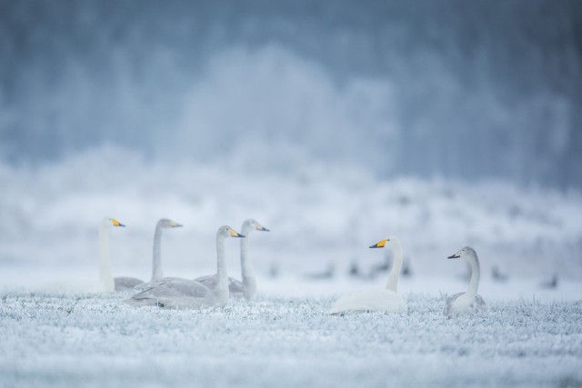 Piękne zdjęcia zwierząt i lokalnej przyrody autorstwa Grzegorza Sawko.