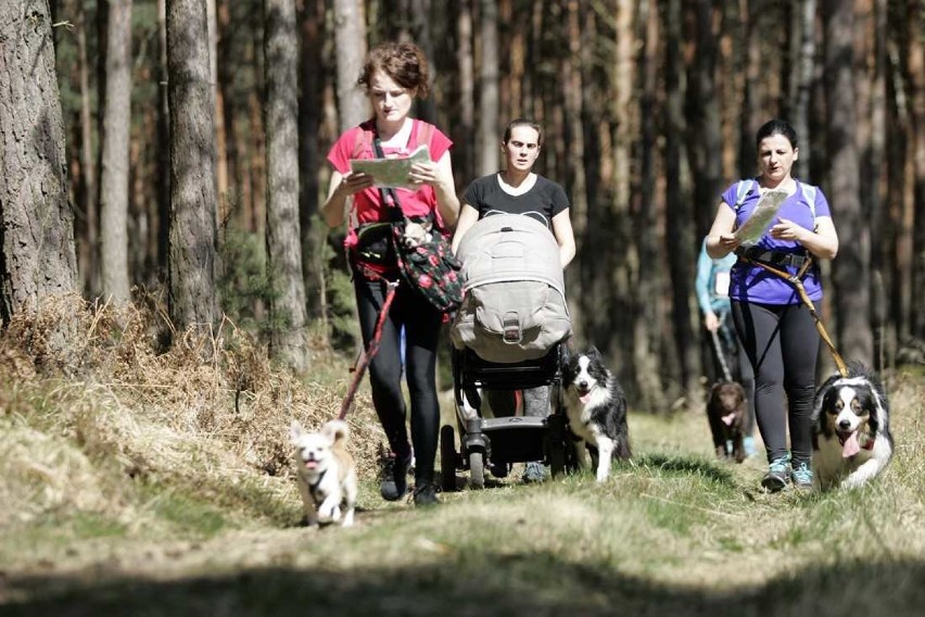 Puchar Polski w Dogtrekkingu. Zapisz siebie i swojego psa!