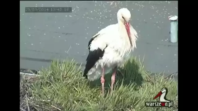 Pierwszy ze słynnych bocianów z Warszewa już w Szczecinie. Czeka na partnerkę [wideo]