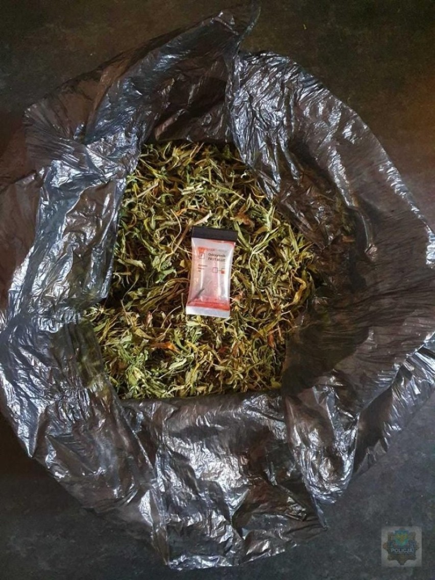 Nalot policji na ogródki działkowe w Nysie. Funkcjonariusze znaleźli kilogram narkotyków