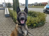 Pies do wykrywania narkotyków w Opocznie. Poznajcie nowego specjalistę w opoczyńskiej komendzie policji
