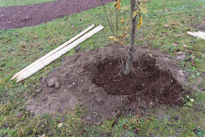 Zieleń miejska w Jastrzębiu: pojawiły się nowe drzewa i...