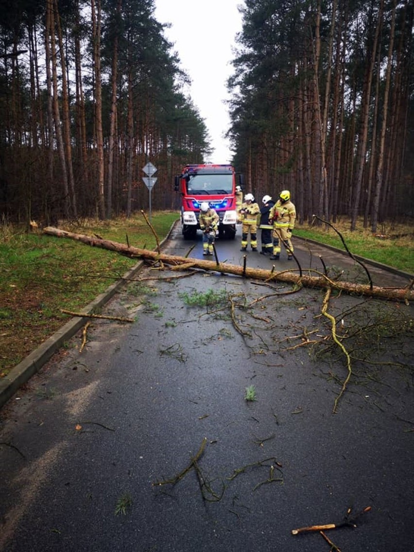 Strażacy z OSP Kobylanka usuwali z jezdni powalone drzewo, na drodze do Jęczydołu