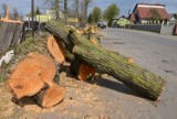 Przeszkadza Ci drzewo na swojej posesji? Możesz je wyciąć bez pozwolenia 