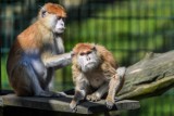 Gdańskie zoo już otwarte dla gości! Czy powinno być czynne także nocą? Tak jest w niektórych ogrodach zoologicznych