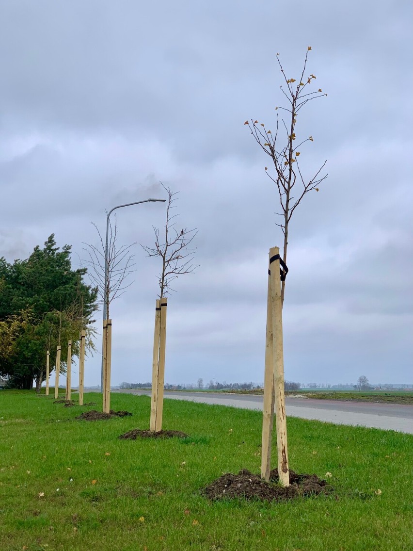 Posadzono nowe drzewa w Damasławku. To kolejne nasadzenia w gminie
