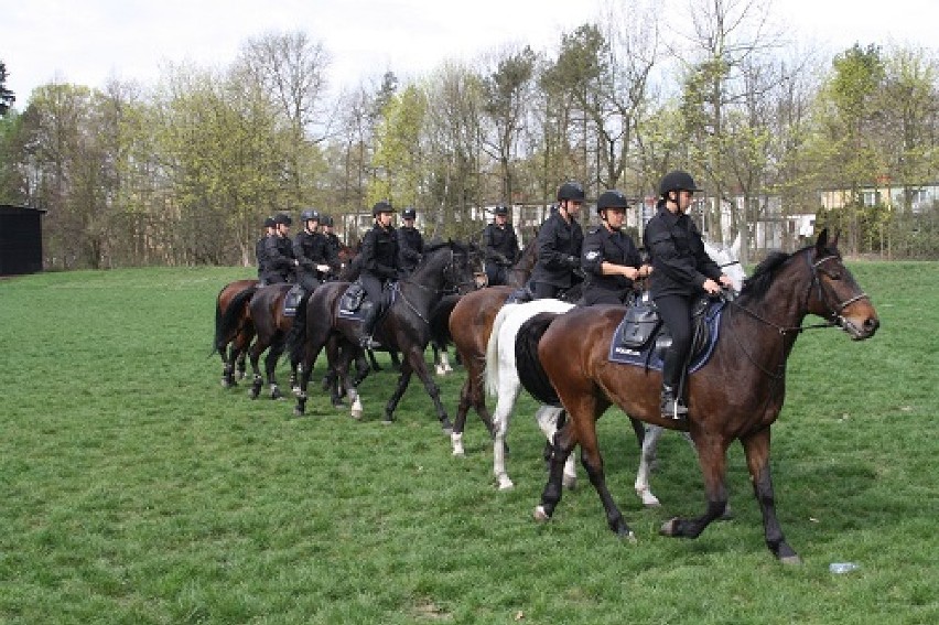 Policja na koniach na obozie kondycyjno - szkoleniowym w...