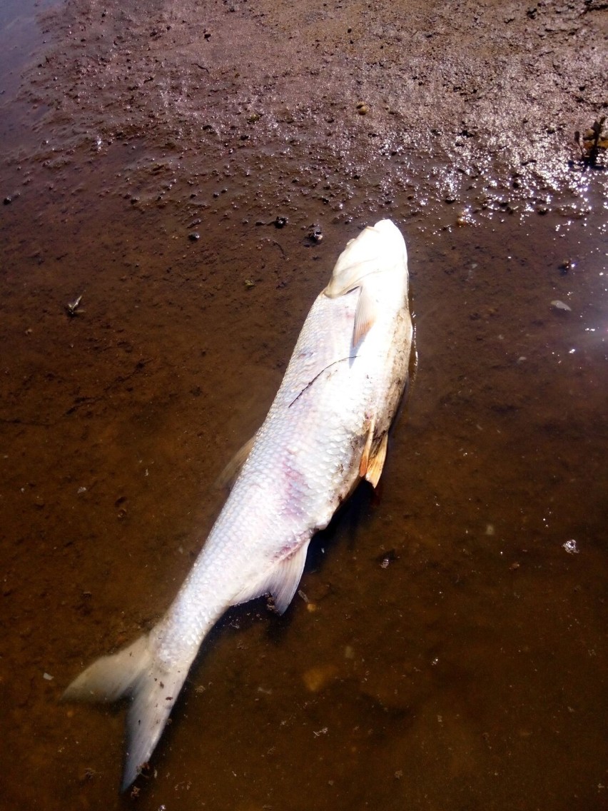 Dziesiątki martwych ryb w Odrze