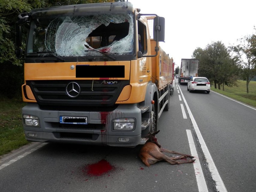 Suchorze. Samochód ciężarowy uderzył w sarnę. Kierowca trafił do szpitala (FOTO)