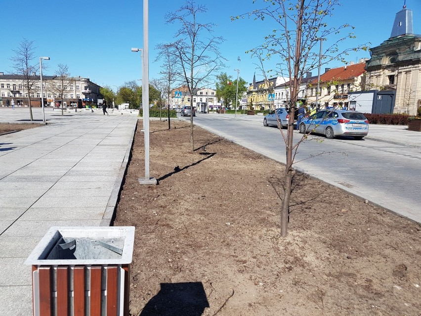 Będą nowe nasadzenia na pl. Kościuszki w Tomaszowie i turkusowe ławki. Nareszcie będzie też system nawadniania[ZDJĘCIA]