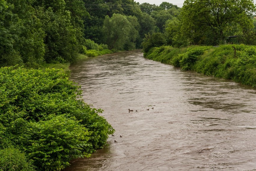 Wysoka fala płynie rzeką Prudnik i Osobłogą. Starosta prudnicki ogłosił stan alarmowy