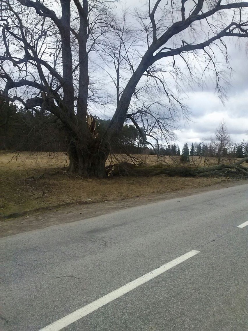 Wiatr złamał konar lipy, pomnika przyrody w Kleszczyńcu