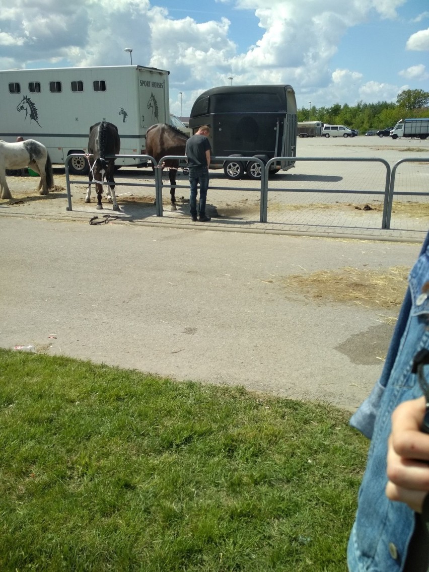 Ciemna strona targów końskich w Pajęcznie. Fundacja domaga się zakazu sprzedaży koni na targowiskach[VIDEO]