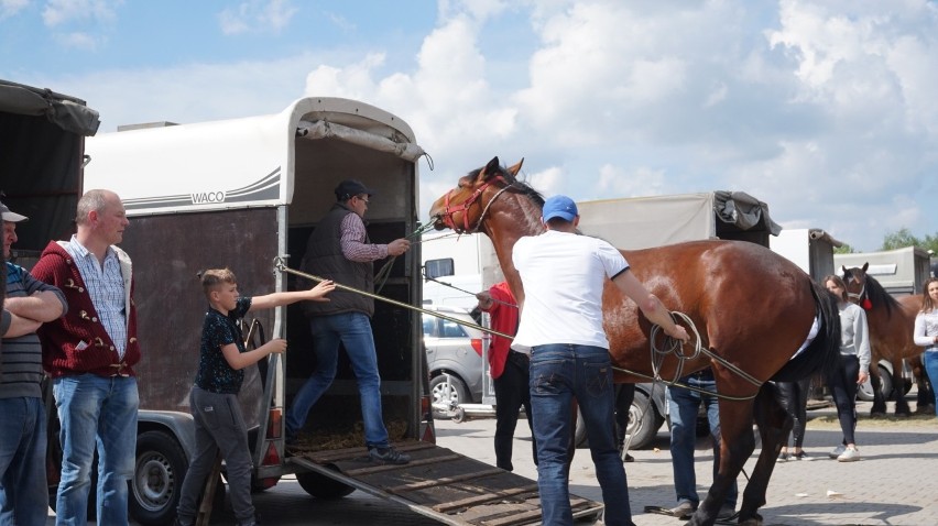 Ciemna strona targów końskich w Pajęcznie. Fundacja domaga się zakazu sprzedaży koni na targowiskach[VIDEO]