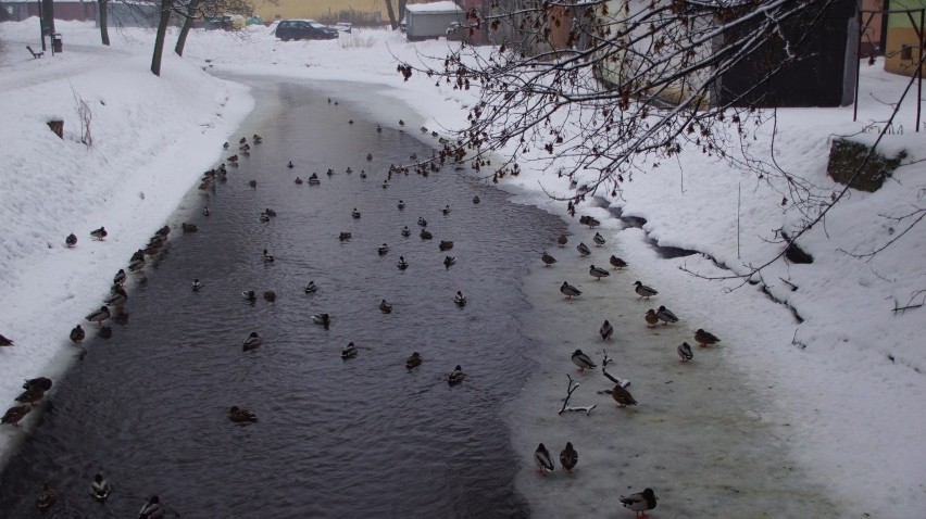 Sławno: Kaczki opanowały kanał miejski w parku [zdjęcia]