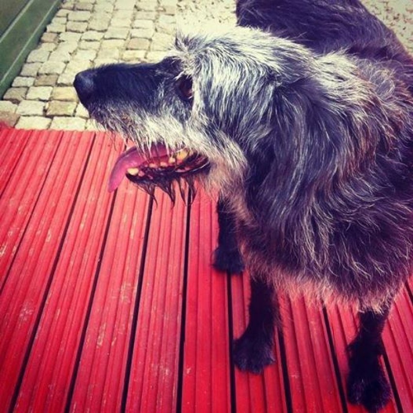 Pies znaleziony na ulicy Mazowieckiej w Gliwicach,...