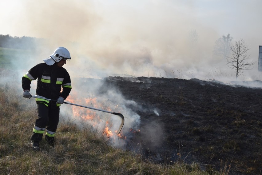 Powiat człuchowski. Ponad dwadzieścia interwencji strażaków. Pożar lasu w okolicach Klęśnika, w Stołcznie płonęły trawy...