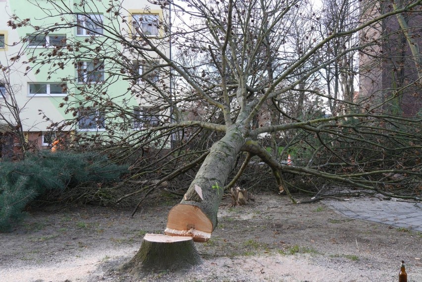 Lubin. Mimo protestów wycieli drzewa na ulicy Reja