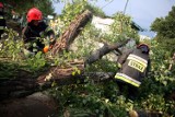 Nawałnica w Wągrowcu i powiecie wągrowieckim. Strażacy wyjeżdżali do powalonych drzew
