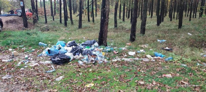 Akcja sprzątania lasu w Rokitkach