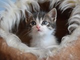 Koronawirus. Fundacja Felineus wstrzymała adopcje kotów przez koronawirusa. Los podopiecznych fundacji wisi na włosku