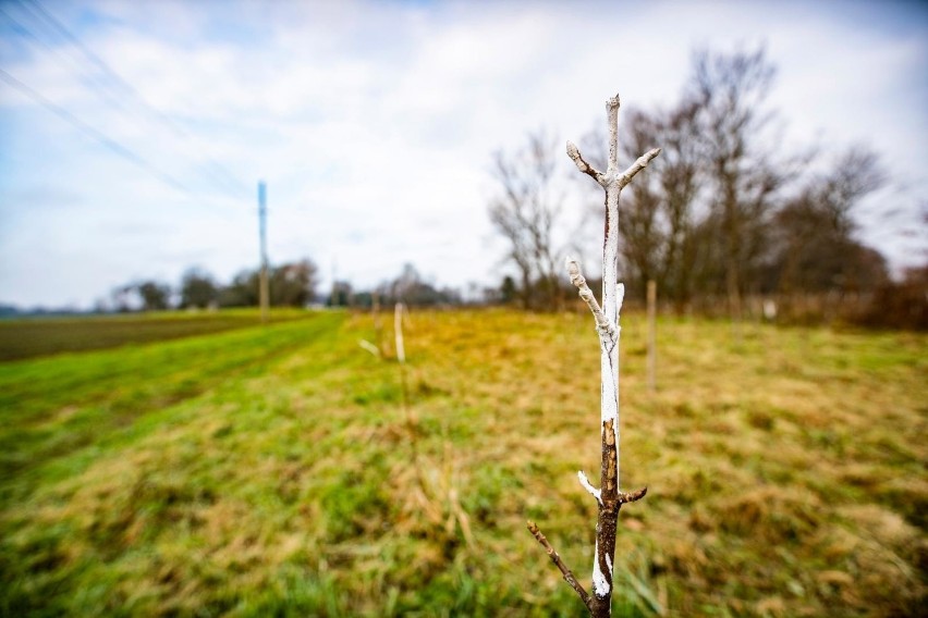 25 tys. drzew – długowiecznych gatunków m.in. dębów, wiązów...