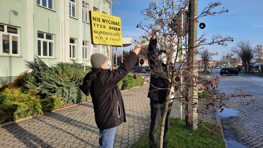 Mieszkańcy w obronie alei drzew na ulicy 700-lecia Żninie....