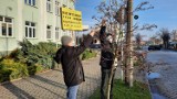 Mieszkańcy Żnina mówią "NIE" planom wycinki drzew na ulicy 700-lecia [zdjęcia, wideo] 
