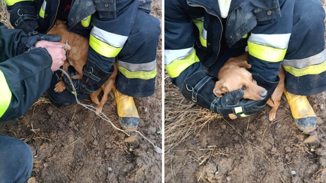 Strażacy uratowali wycieńczone zwierzę