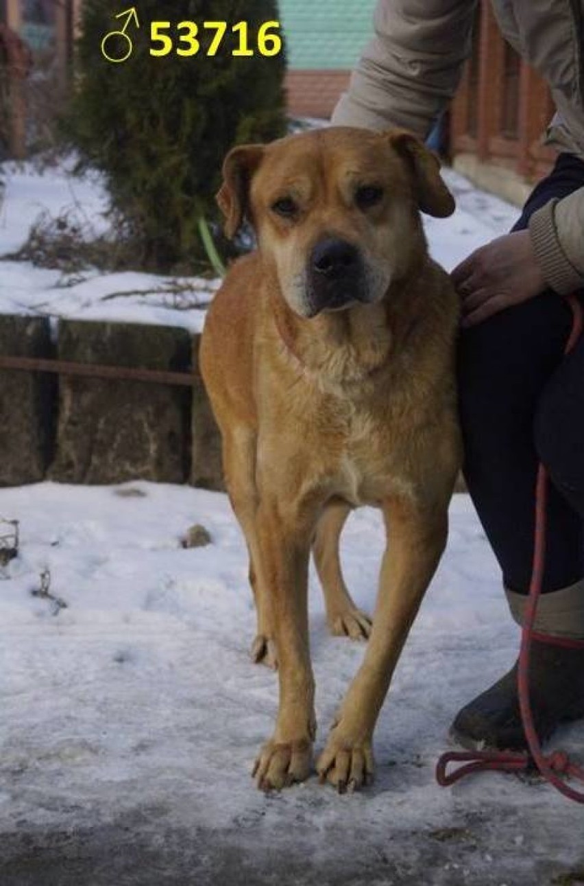 Zaadoptuj bezdomnego psa z gminy Sieradz. Mieszkańcy powiatu sieradzkiego za przegarnięcie czworonoga mogą liczyć na 700 złotych (zdjęcia)