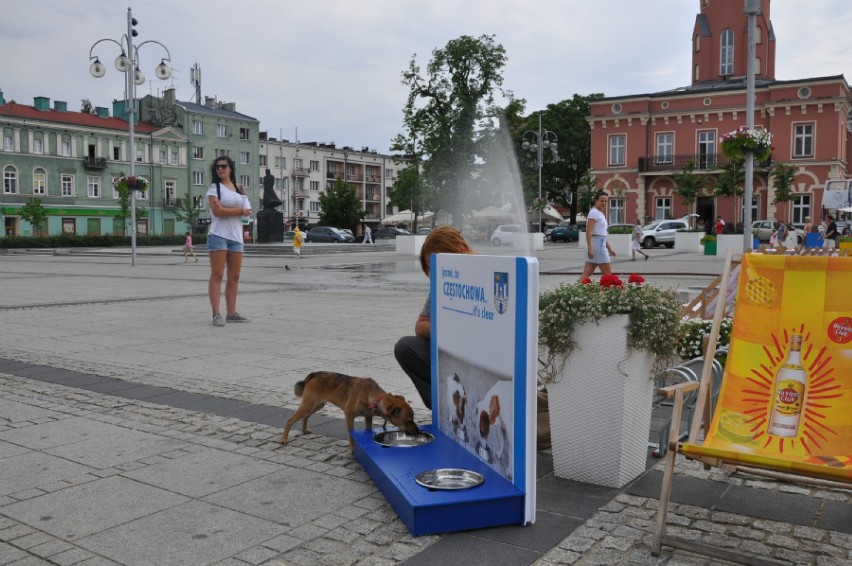 Miasto dla psów- rozstawili miski z wodą 