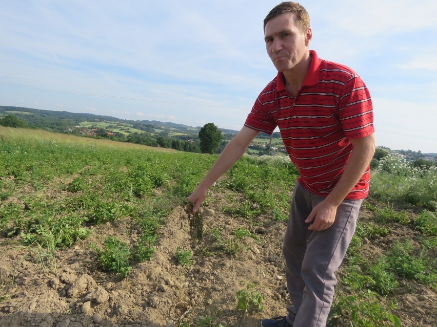 Piotr Stanek pokazuje pole, na którym zasadził ziemniaki. Od...