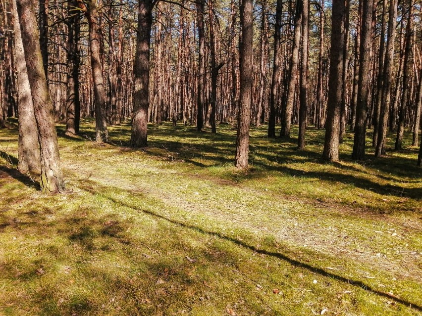 Gm. Szamotuły. Pachnący las, wiosna i... apel do "śmieciarzy"? [ZDJĘCIA]