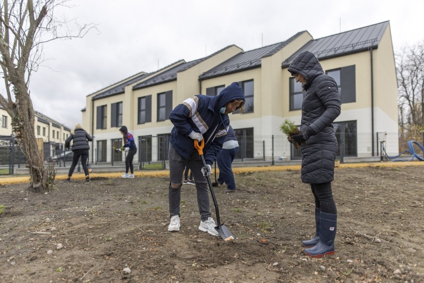 Sportowcy KS Budowlani sadzili drzewa na osiedlu Domy na Pszennej. Urośnie 100 drzew