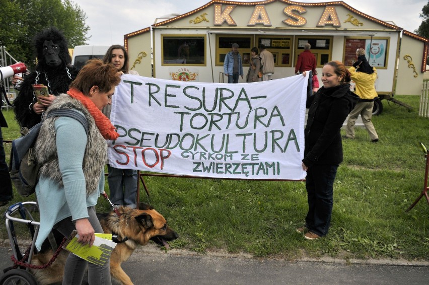 Kraków: protest obrońców praw zwierząt przed cyrkiem Zalewski [ZDJĘCIA]