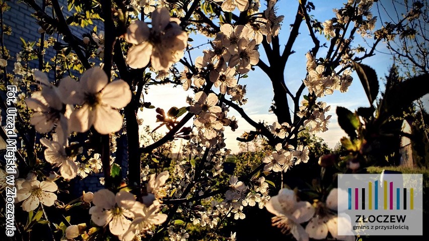 Wiosna na całego także w gminie Złoczew. Zrobiło się pięknie (zdjęcia)