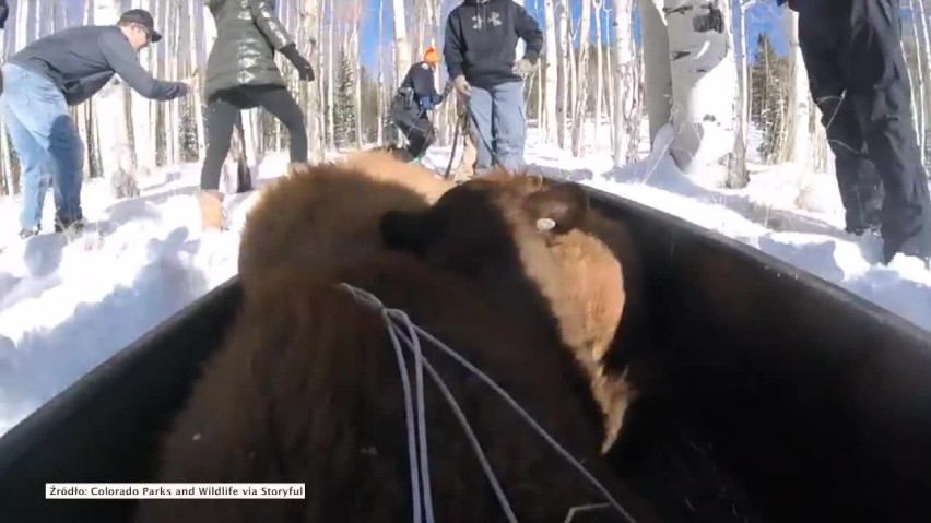 Nagranie udostępnione na stronie Colorado Parks and Wildlife...