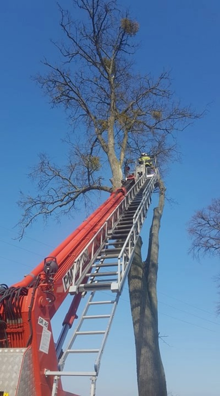 Usuwanie drzew przez strażaków