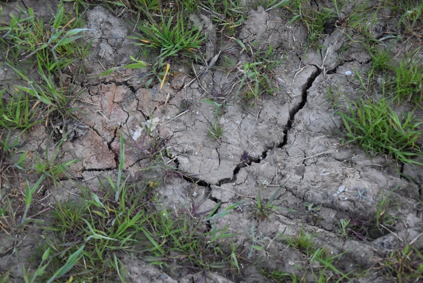 Grozi nam największa susza od 100 lat. Tak wygląda ziemia na polach pod Piłą [ZDJĘCIA]
