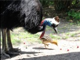 Warszawskie Zoo ma nowego mieszkańca. W stolicy wykluł się kazuar hełmiasty. "To jeden z najniebezpieczniejszych ptaków na świecie"