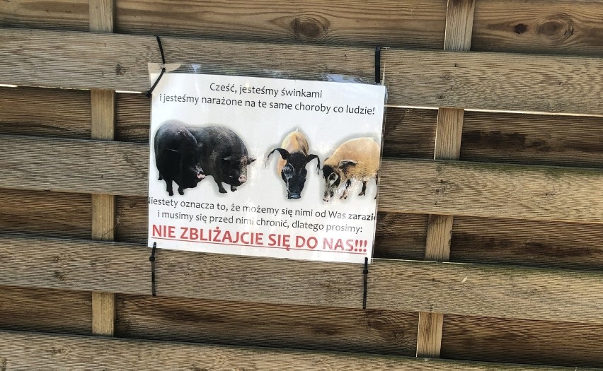 Z powodu pandemii większość zwierząt w poznańskim Starym Zoo jest schowana przed zwiedzającymi. Ogród nie jest dostępny w całości