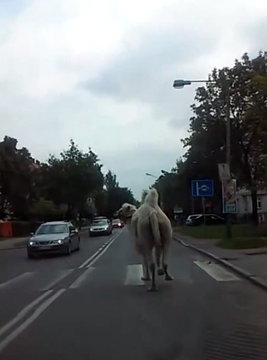 Wielbłąd spacerował po legnickiej ulicy...