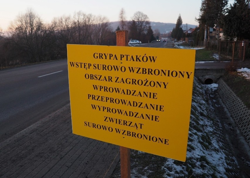 Uwaga! Ptasia grypa w gminie Wartkowice! Służby weterynaryjne zutylizowały ponad 5 tys. zwierząt.