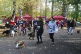 Katowicki Dzień Psiaka 2022 w Parku Kościuszki - zobacz zdjęcia. Odbył się charytatywny bieg, wystartowała ponad setka psów z opiekunami