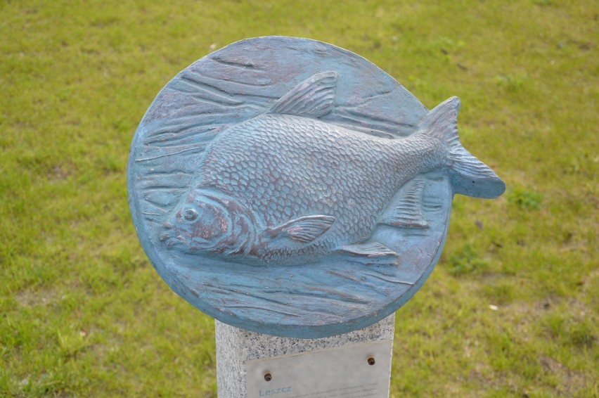Rzeźby ryb zniknęły z okolic muzeum. Co się z nimi stało?