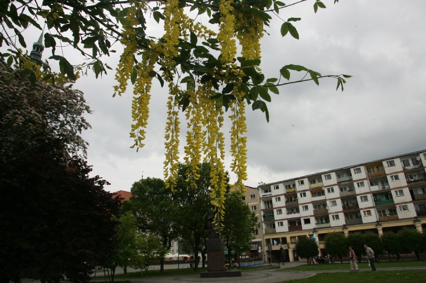 Trujące drzewa w centrum Legnicy (ZDJĘCIA)