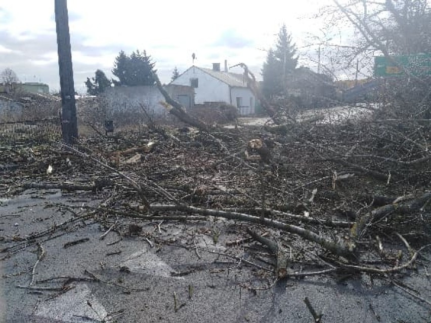 Wiatr powalił drzewo na linie energetyczną w Brześciu Kujawskim. Część miasta może nie mieć prądu!