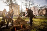 Sadzenie drzew w Warszawie. Ruszyła sąsiedzka zbiórka pieniędzy na zieleń dla Białołęki