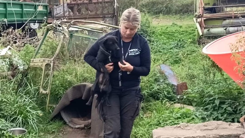 Animalsi interweniowali w Kartuskiem. Suczka Sonia całe życie spędziła na łańcuchu, za schronienie służyła jej metalowa beczka